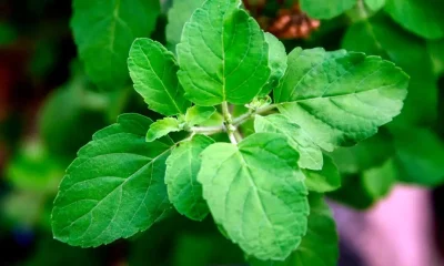 STAY HEALTHY WITH TULSI'S MANY HEALTH BENEFITS