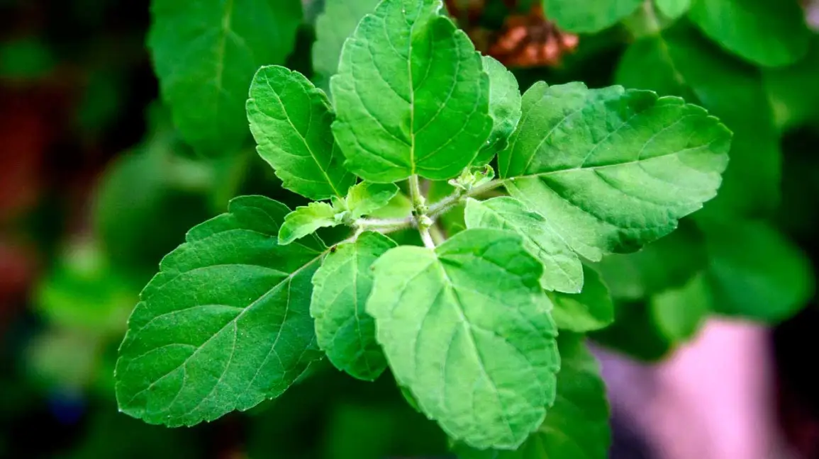 STAY HEALTHY WITH TULSI'S MANY HEALTH BENEFITS